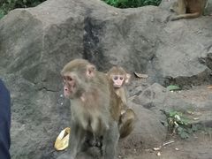 -黔灵山公园-南门售票处