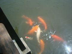 -西湖外事游船(花港观鱼码头)