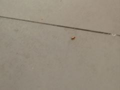 -华莱士·全鸡汉堡(大东海店)