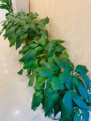 -碧莲盛·不剃发植发