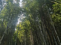 -黄埔油麻山森林公园
