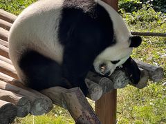 -栾川竹海野生动物园