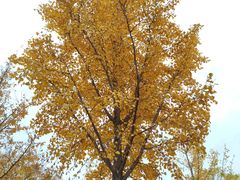 -北京西山国家森林公园