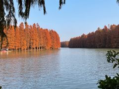 -上海海湾国家森林公园