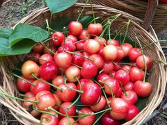 -白鹿原樱桃园