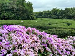 -大屏嶂森林公园