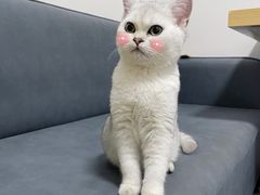 -lincat·猫舍(广州店)