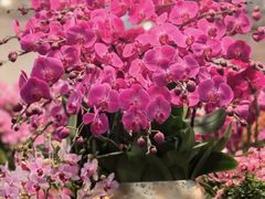 -双季花艺园艺市场(浦东店)