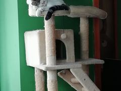 -喵店&猫咖