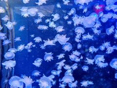 -太平洋海底世界