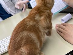 -瑞派动物医院·绝育·犬猫全科·预防医学(光景江南中店)