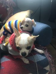 -椿树下·Tattoo纹身工作室