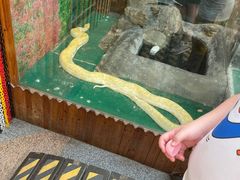 -上海大自然野生昆虫馆(东方明珠·爬宠昆虫探索中心)