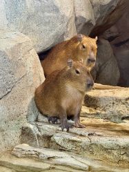 -Zoolung Zoolung动物主题公园(海信广场店)