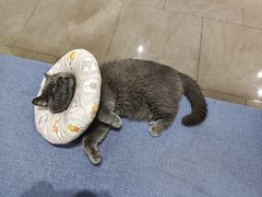 -派特宠物医院(圆融广场店)