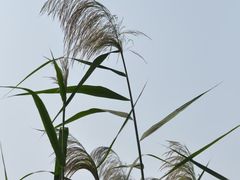 -郑州植物园
