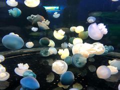 -芜湖新华联大白鲸海洋公园