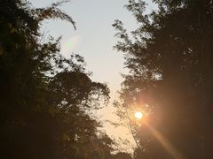 -西双版纳原始森林公园