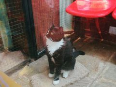 -猫咪博物馆(顶澳仔猫街店)