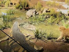 -陕西自然博物馆