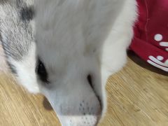 -Husky Go! 哈士奇体验馆·宠物咖啡厅狗咖