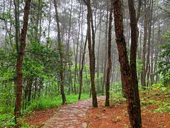 -铁山坪森林公园