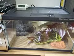-酷以爬仙阁实体爬宠店·守宫·蜥蜴·专业繁育