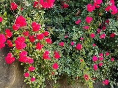 -天鹅湖体育公园