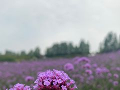-紫颐香薰山谷景区