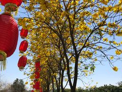 -天适樱花悠乐园