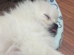 -芭比堂动物医院·犬猫全科·异宠专科(雁塔分院)