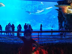 -帝企鹅自助餐厅•儿童岛•真企鹅(长隆企鹅酒店)