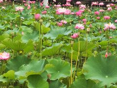-沐仙湖湿地公园