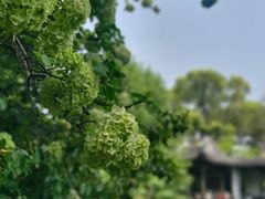 -惠山古镇·寄畅园