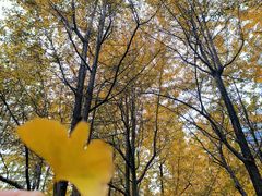 -重庆市江北嘴中央商务区中央公园