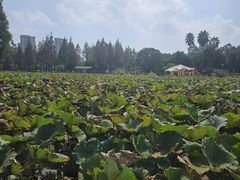 -河泥荡文化公园