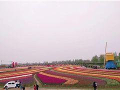 -荷兰花海