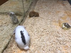 -龟与熊猫宠物公园(南坪店)