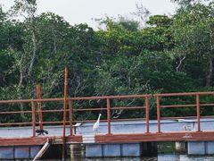 -东寨港红树林旅游区