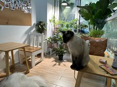 -李小姐の猫咖啡馆(五角场店)