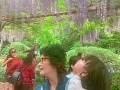 -嘉定紫藤园