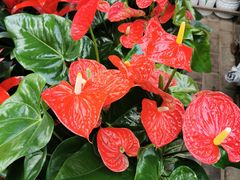 -秦美花卉(天朗·莱茵小城2期店)