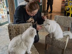 -喵屿·大理花园猫咖