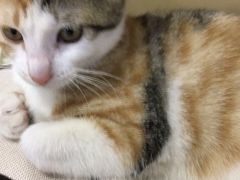 -爱侣宠医·鹦鹉专科·小型哺乳类·异宠专科(灵石路店)