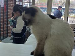 -猫小院猫主题餐厅(南锣旗舰店)