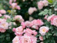 -人民公园(罗湖区)