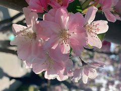 -海棠花溪(元大都城垣遗址公园)