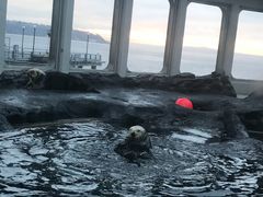 -西雅图水族馆