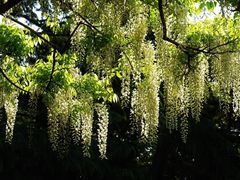 -嘉定紫藤园
