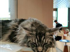 -瞄一喵猫咖(格力海岸店)